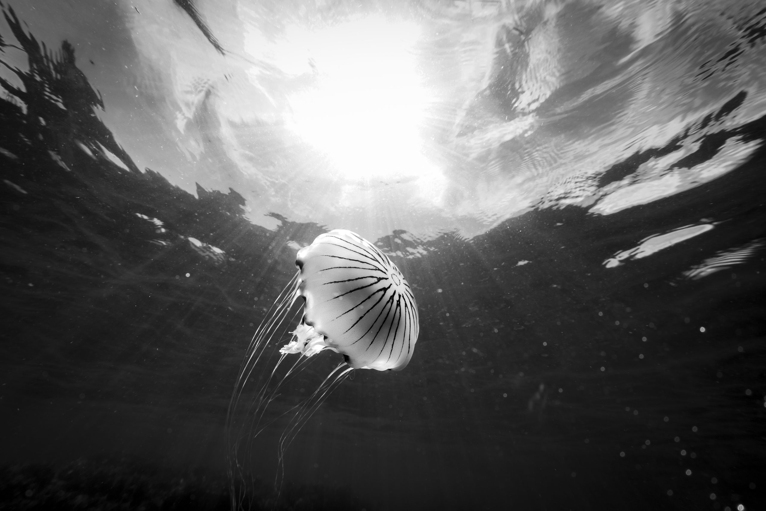 Jellyfish in ocean black and white
