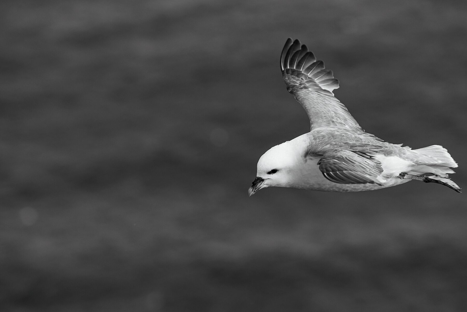 Fulmar Flight